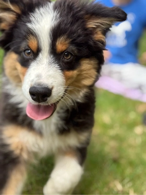 Mini Australian Shepherd Welpen AB SOFORT