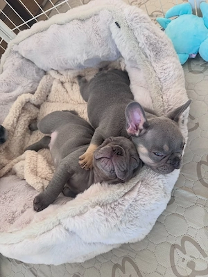 Französische Bulldoggen-Welpen zur Adoption
