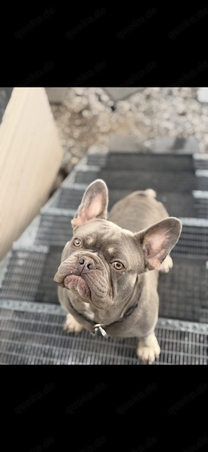 Französische Bulldogge Deckrüde lilac tan 