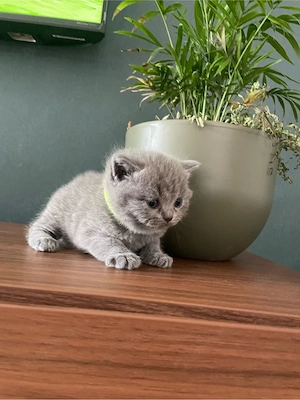 BKH Kitten weiß Blue Point