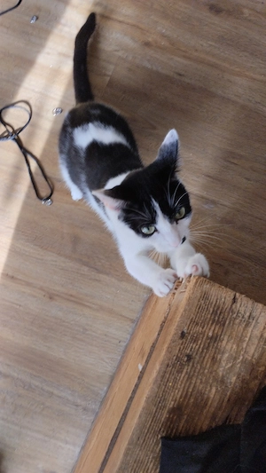 Kleine Maus sucht dringend 