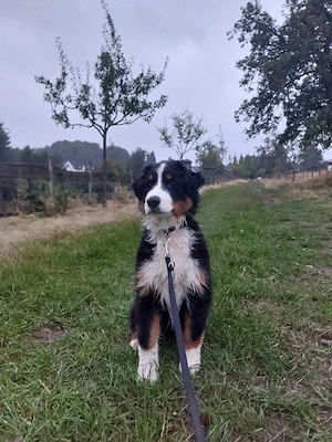 Reinrassige Australien Shepherd 