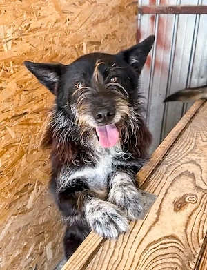 Zorro ist ein lieber Kuschelbär Bild 10