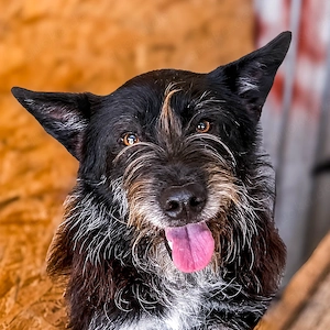 Zorro ist ein lieber Kuschelbär