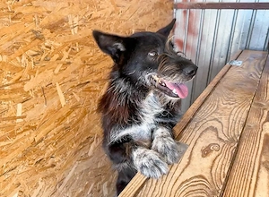 Zorro ist ein lieber Kuschelbär Bild 9