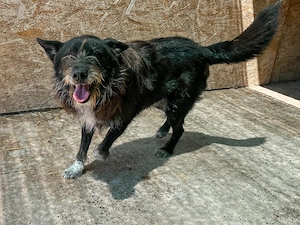 Zorro ist ein lieber Kuschelbär Bild 4