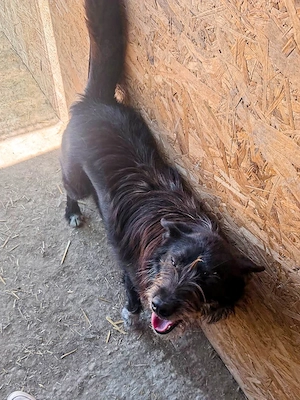 Zorro ist ein lieber Kuschelbär Bild 7