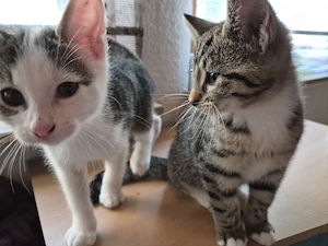 2 Kater suchen ein schönes neues Zuhause 