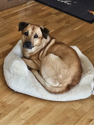 Hund abzugeben 