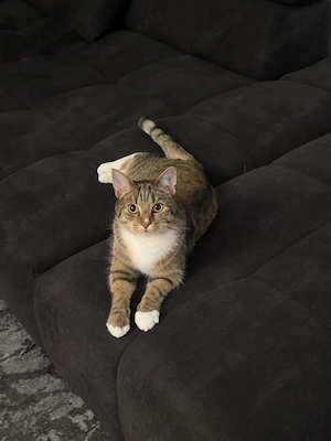 Kater Main Coon Mix