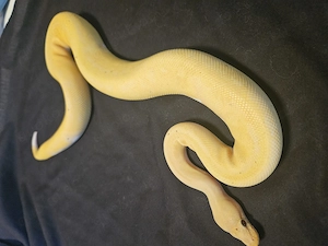 Königspython Banana Pinstripe Piebald 