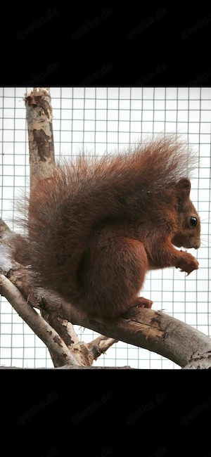 eichhörnchen aus 2026 zu Verkaufen 