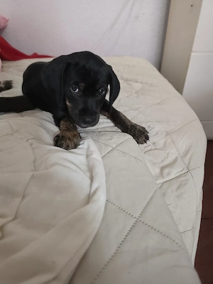 Pinscher Mix Hündin 12 Wochen