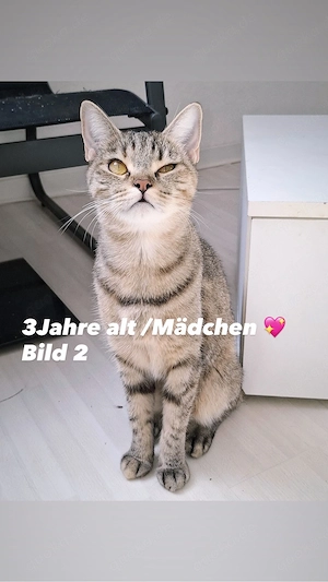 4 BKH Mix Verschenken 