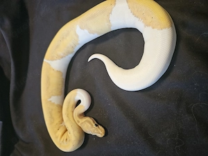 Königspython Banana Piebald