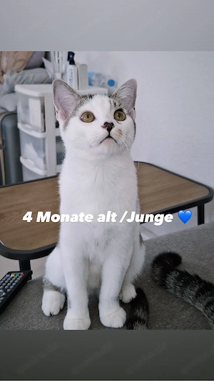 4 BKH MIX Verschenken 