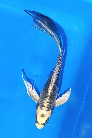 Butterfly Koi 5 Stück 99,- Euro