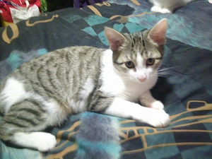 2 Katzenbabys 14 Wochen suchen zu Hause