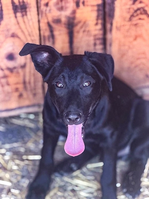 Django ist der Hahn im Korb Bild 6