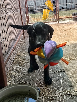 Django ist der Hahn im Korb Bild 4