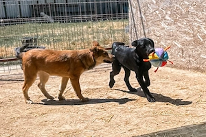Django ist der Hahn im Korb Bild 9