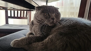 Scottish Fold Katze sucht liebevolles Zuhause