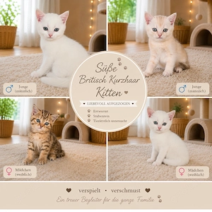  Süße Britisch Kurzhaar Kitten   2 Mädchen & 2 Jungen 