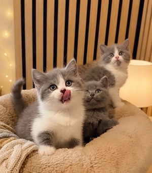 Reinrassige Bkh Kitten