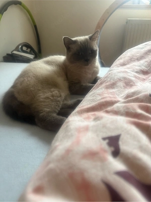 erwachsene katzen