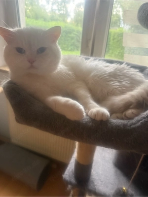 erwachsene katzen