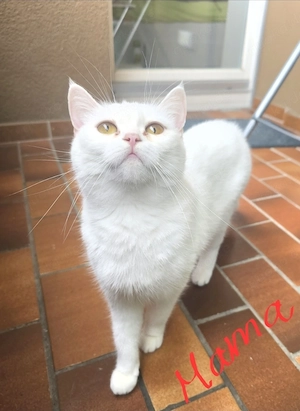  Süße Britisch Kurzhaar Kitten   2 Mädchen & 2 Jungen  Bild 7