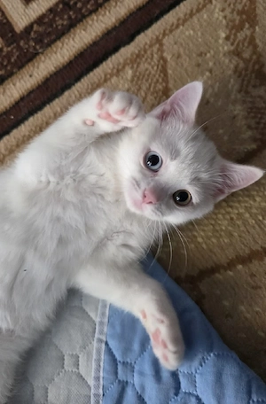 BKH-Kitten mit unterschiedliche Augenfarben   
