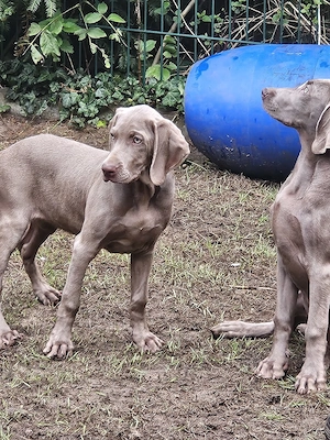 Weimaraner Kurzhaar