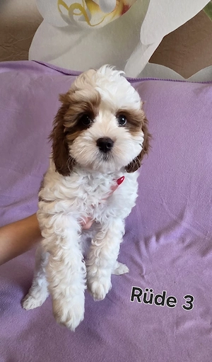 Cavapoo Welpen ab September abzugeben 