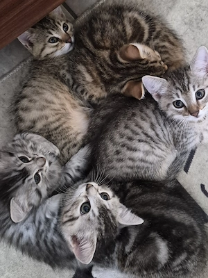  Katzenbaby BKH  Tl: 0174 9810317 WhatsApp 