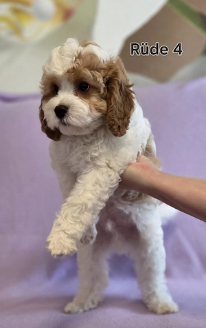 Cavapoo Welpen ab September abzugeben  Bild 2