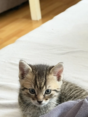 2 Monate alte Baby-Kitten suchen ein liebevolles neues Zuhause