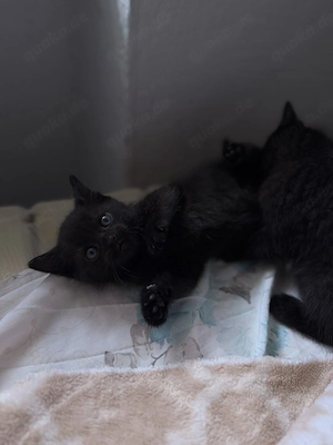 2 Monate alte Baby-Kitten suchen ein liebevolles neues Zuhause Bild 2