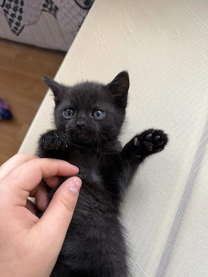 2 Monate alte Baby-Kitten suchen ein liebevolles neues Zuhause