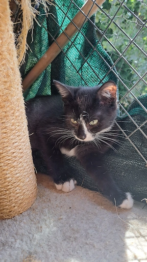Gerettete Katzenkinder