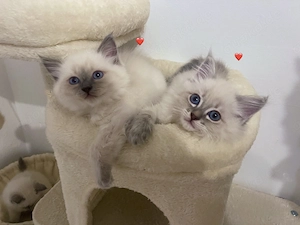 Reinrassige Ragdoll Kitten Abgabebereit .