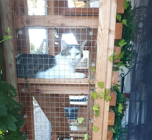 Einjähriger Kater Tapsi