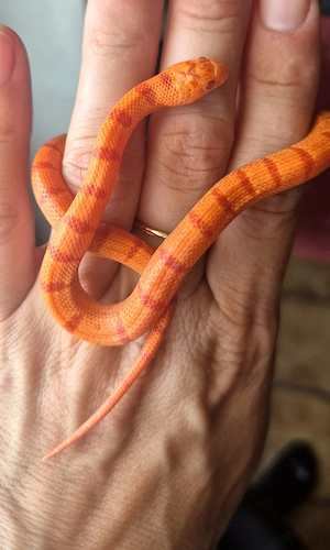 Pastel Königsnatter *Pastel King*