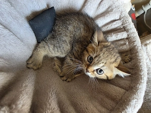 wunderschöne BKH Kitten Bild 10