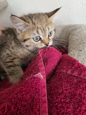wunderschöne BKH BLH Kitten