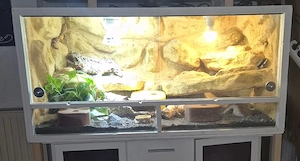Wunderschöne Leopardgeckos 2026 abzugeben super zahm Bild 6