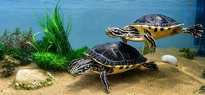 2 Peninsula Schmuckschildkröten suchen ein neues Zuhause 