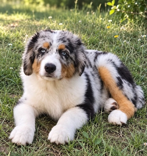 Australian Shepherd welpen 
