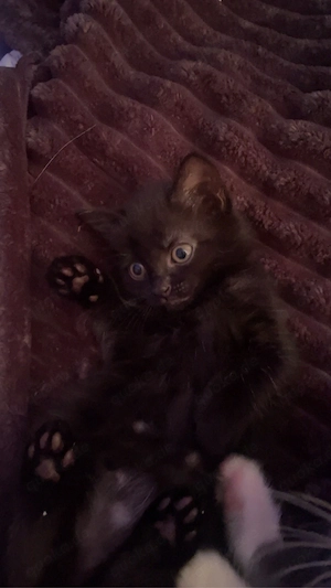 Kitten zu verkaufen