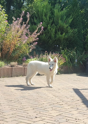 Weiße schweizer Schäferhündin Bild 3